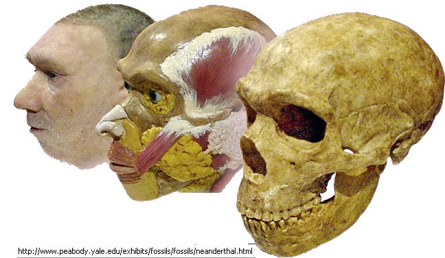 Éthiopie : découverte du plus vieux crâne d'australopithèque jamais mis au  jour