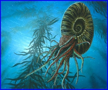 Ammonite