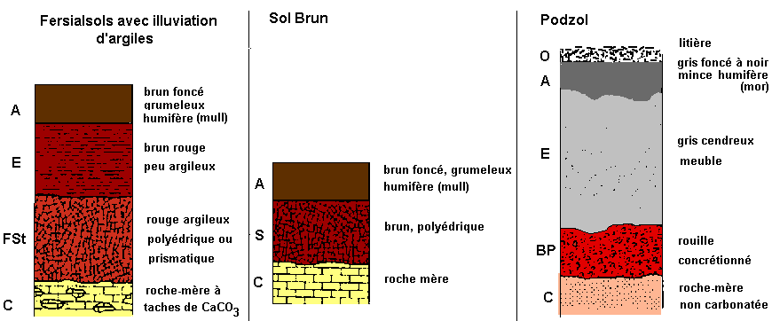 Ufa Fertilite Humus, PDF, Sol (pédologie)