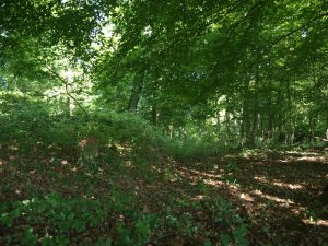Limite entre forêt récente et ancienne
