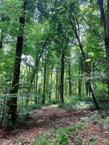 Autour de la forêt de Retz…