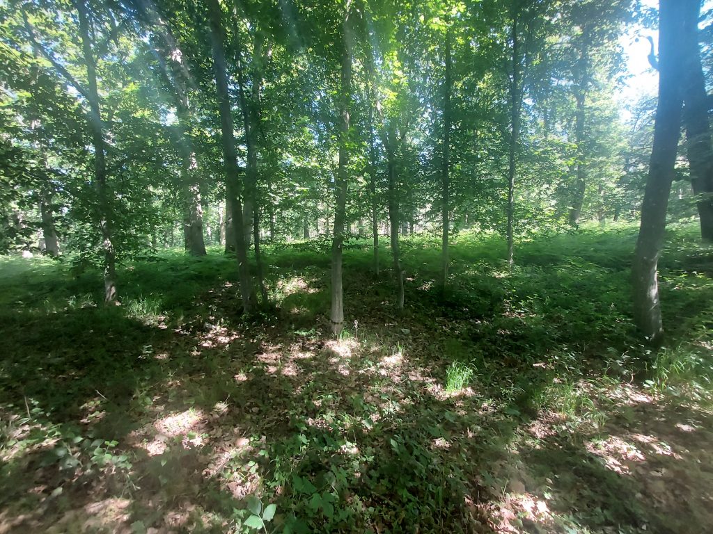 Emplacement de l'ancienne maison forestière du Tillet 