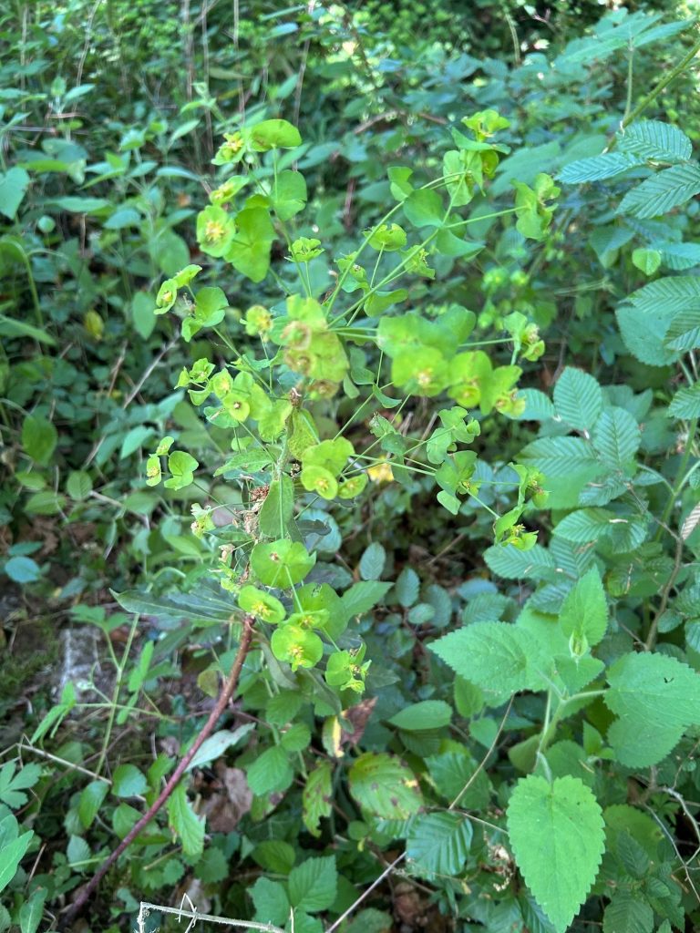 Photographie d’Euphorbe des bois (euphorbia amygdaloides) poussant à l’emplacement de l’ancienne Maison forestière du Rond de Châtillon, 2025