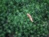 steffen-ehrmann_smallforest_25